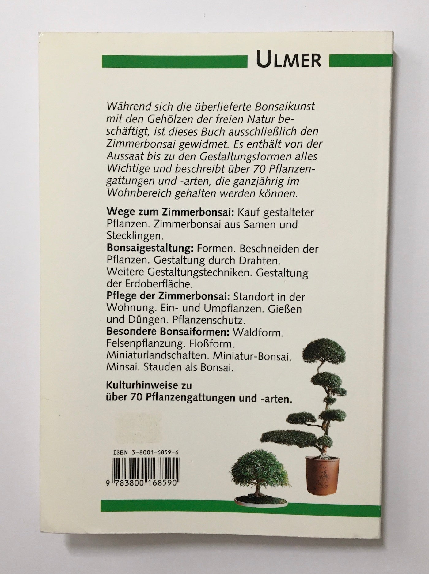 Bonsai für das Zimmer