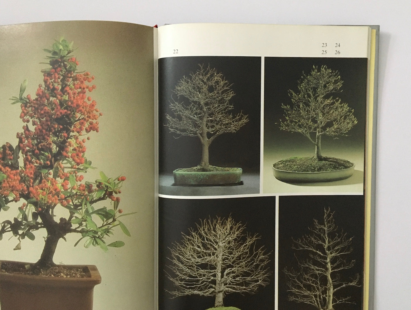 Bonsai : Miniaturbäume im Gefäß