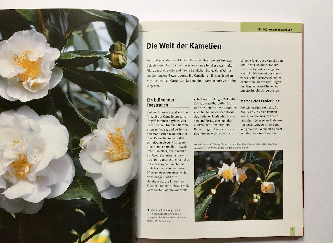 Zauberhafte Kamelien: Pflanzung, Pflege, Schnitt und Winterschutz