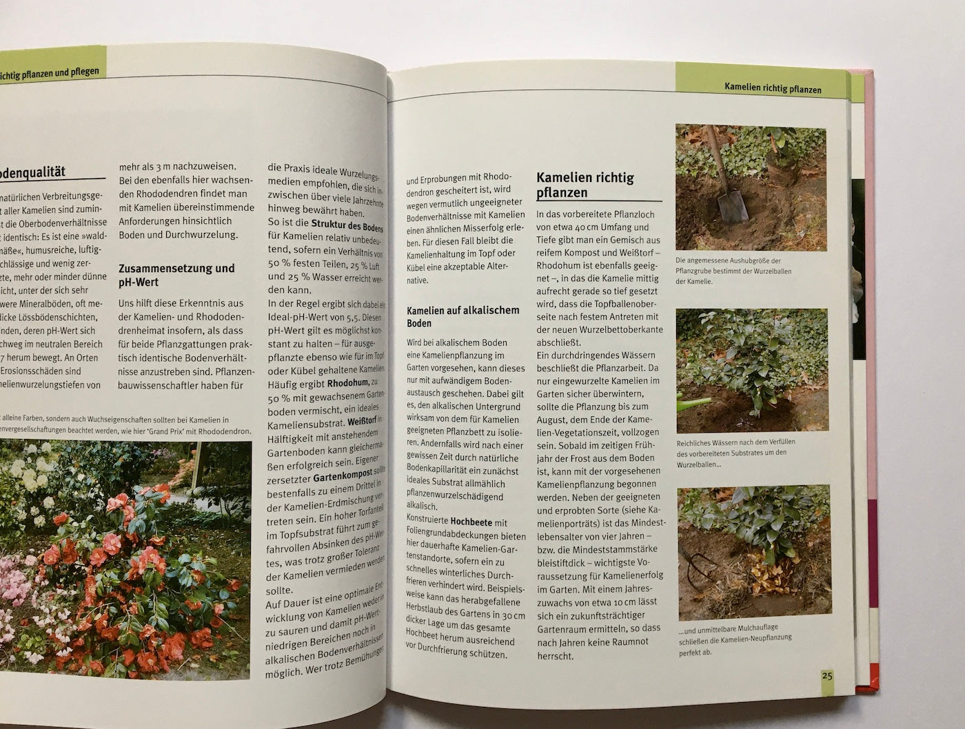 Zauberhafte Kamelien: Pflanzung, Pflege, Schnitt und Winterschutz