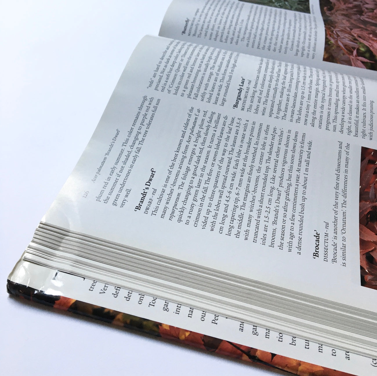 Japanese maples: Momiji and Keade