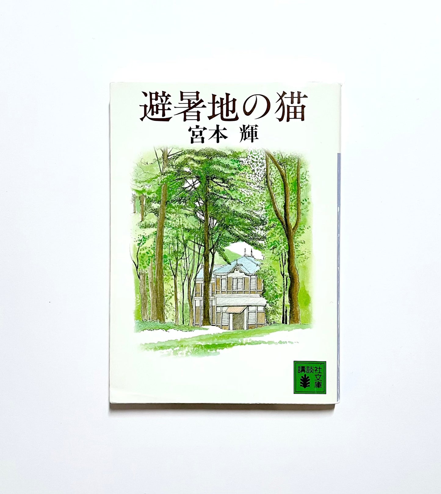 避暑地の猫