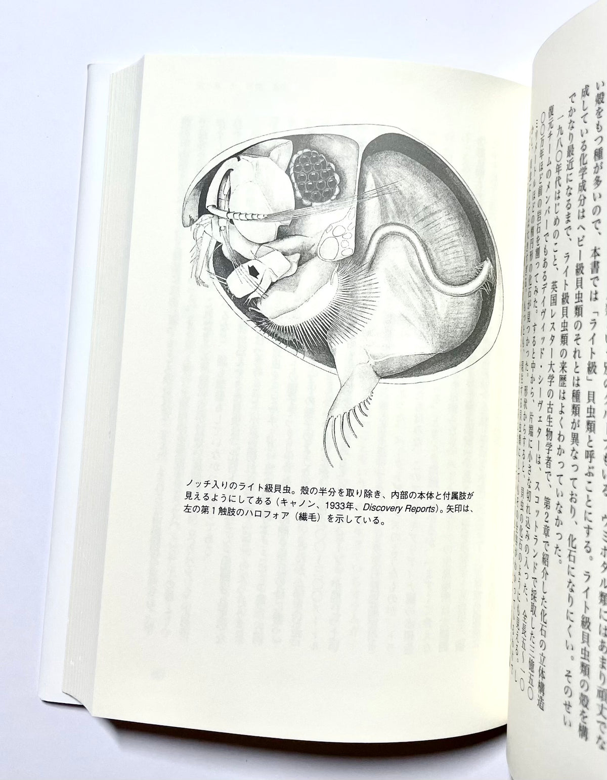 眼の誕生 - カンブリア紀大進化の謎を解く