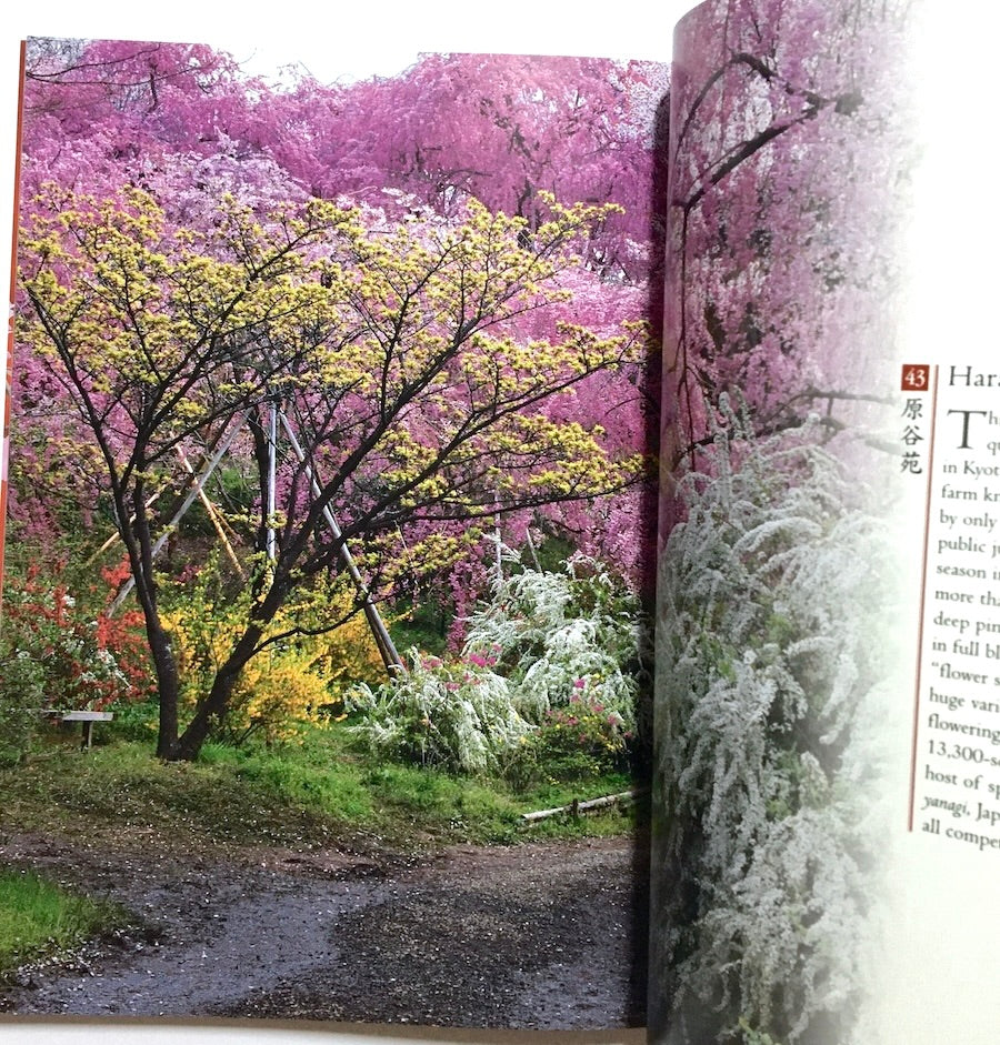 Cherry Blossoms of Kyoto: A Seasonal Portfolio