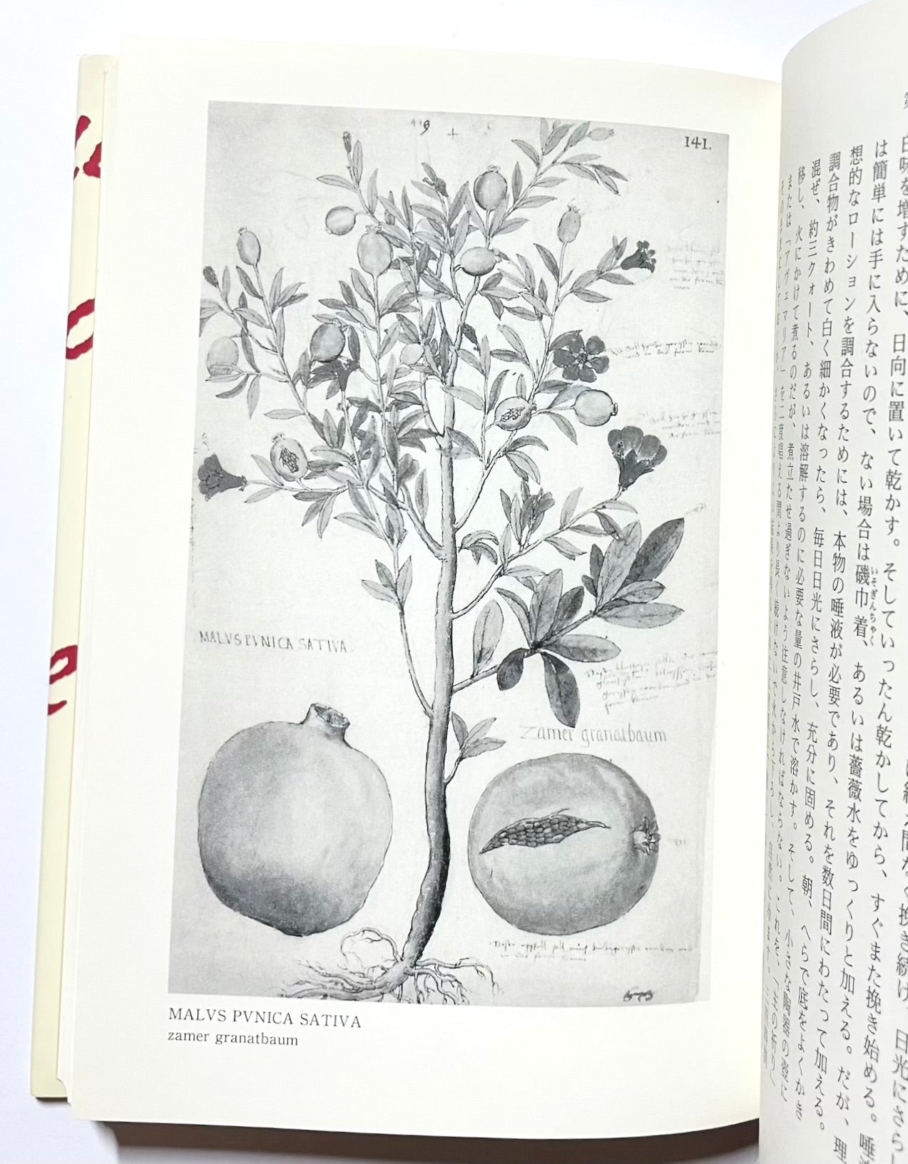 ノストラダムスの万能薬