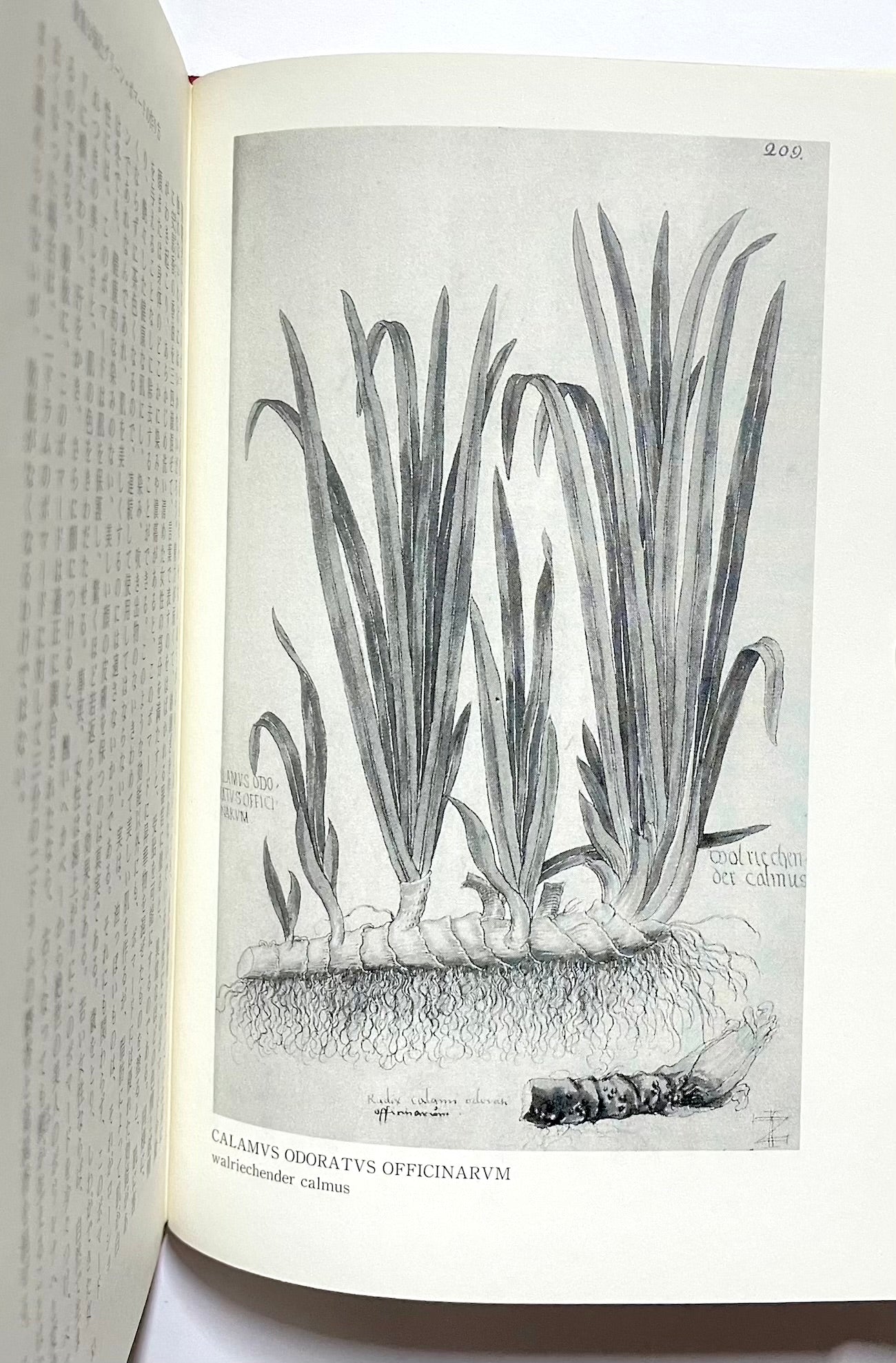 ノストラダムスの万能薬