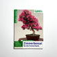 Zimmerbonsai für die Fensterbank