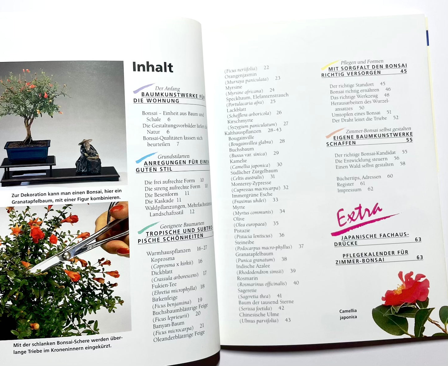 Zimmerbonsai für die Fensterbank