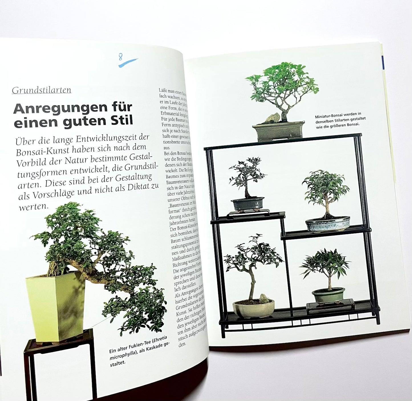 Zimmerbonsai für die Fensterbank