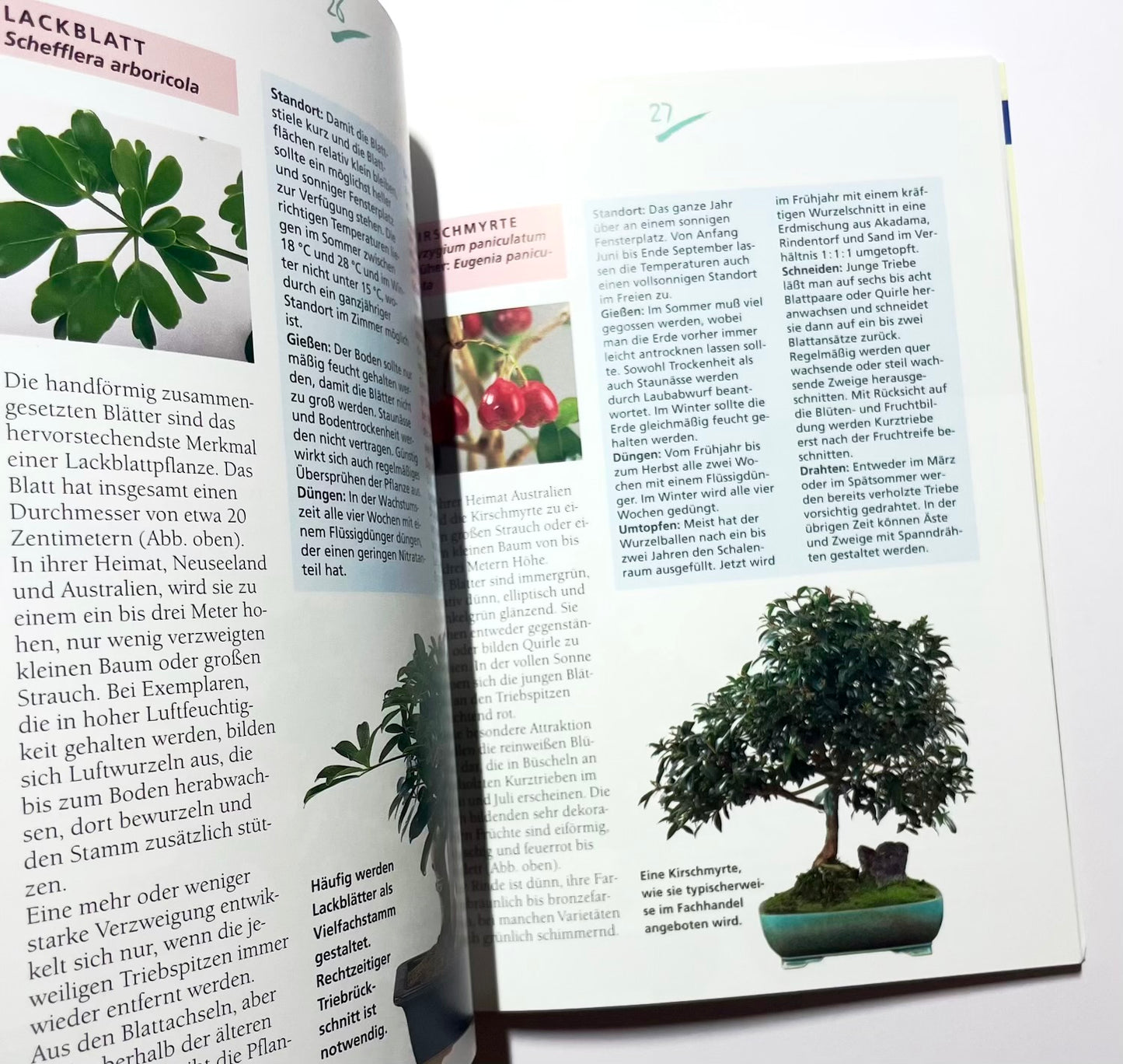 Zimmerbonsai für die Fensterbank