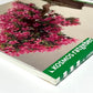 Zimmerbonsai für die Fensterbank