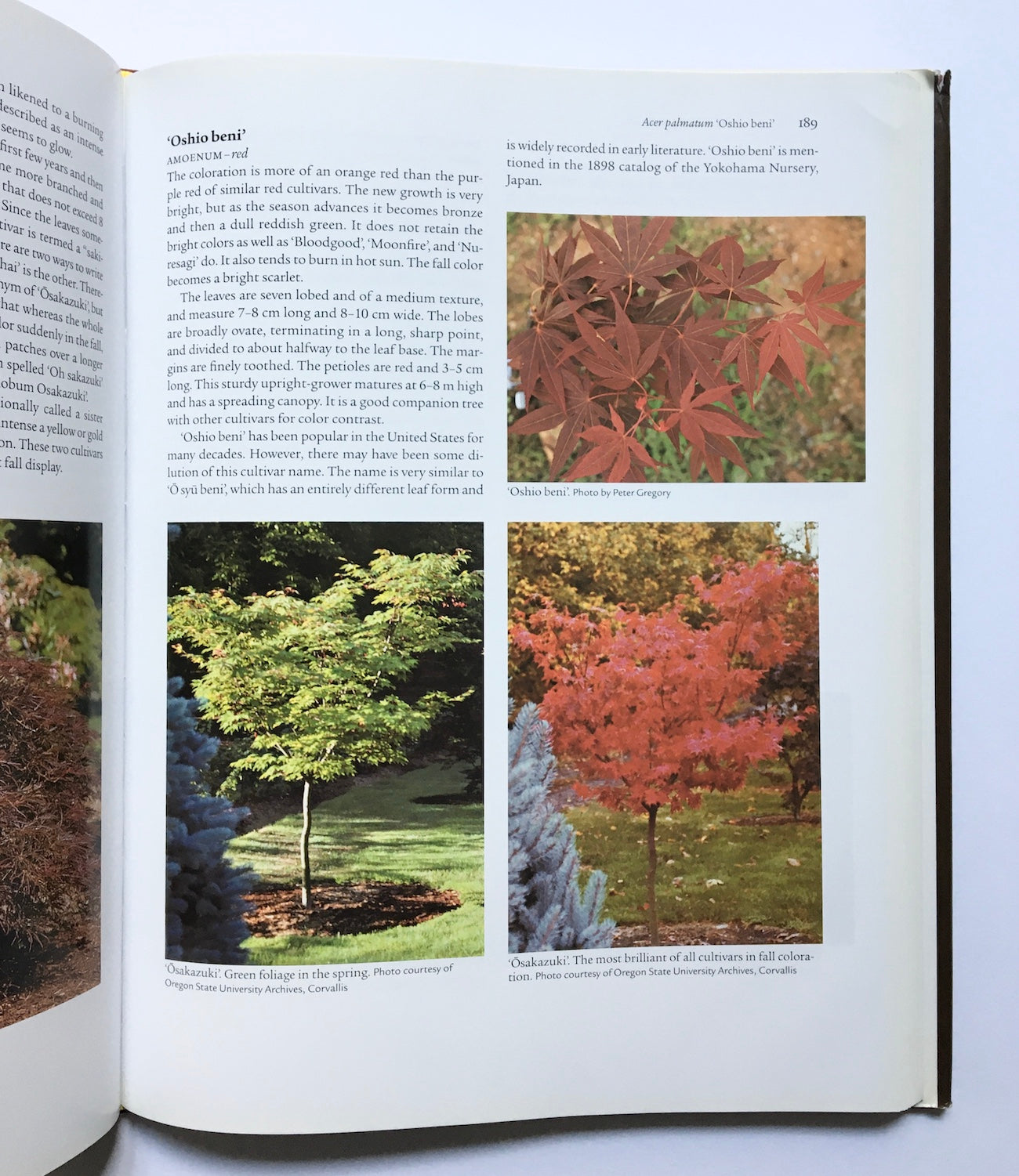 Japanese maples: Momiji and Keade