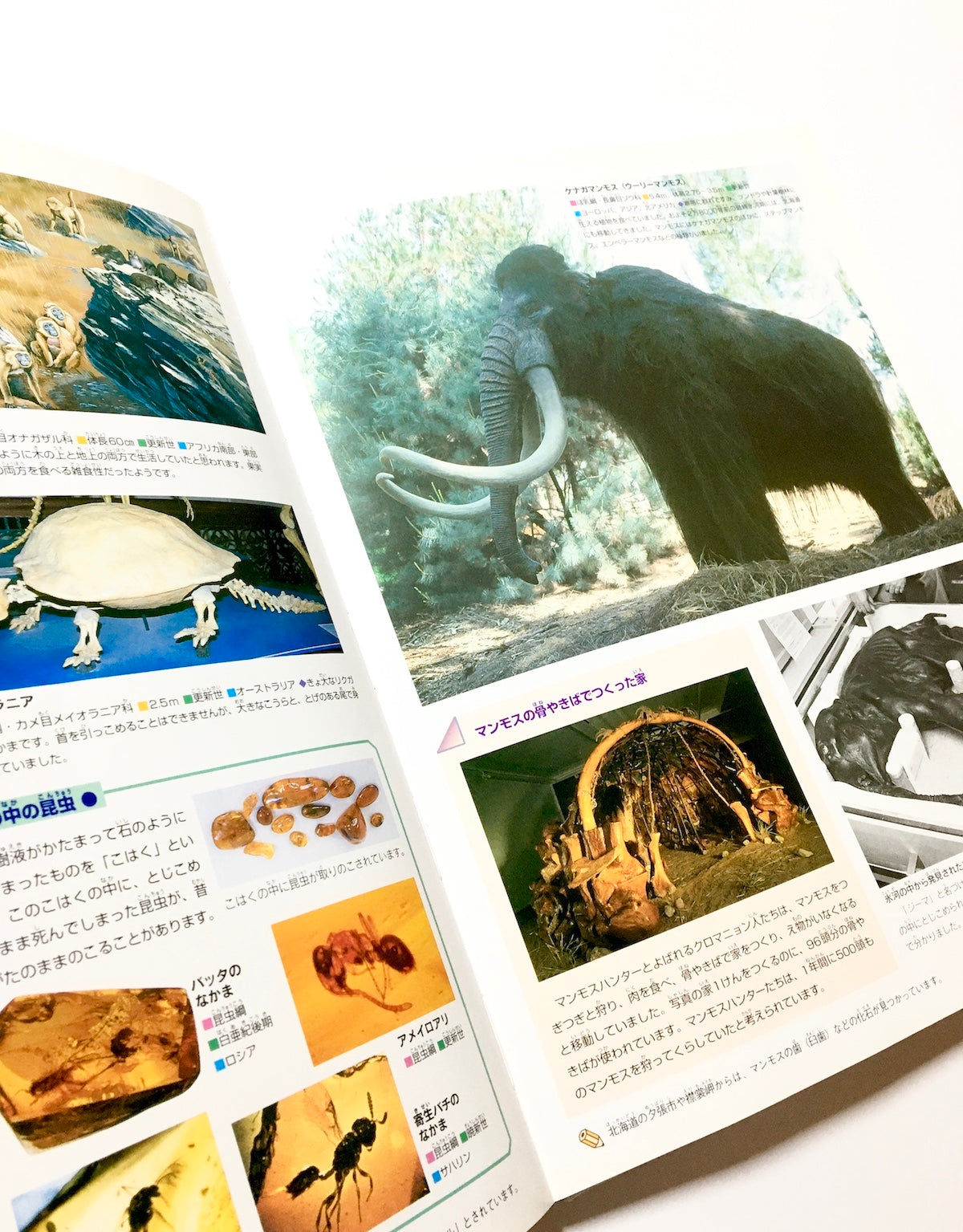 大昔の動物 (ニューワイド学研の図鑑) – Tsubaki japanese bookstore