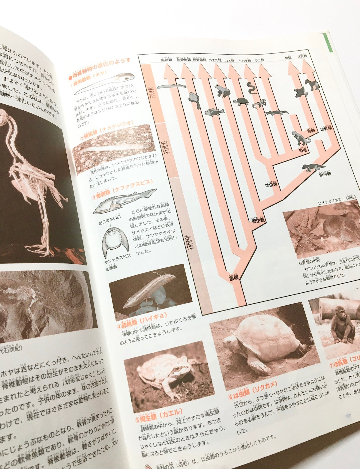 大昔の動物 (ニューワイド学研の図鑑)